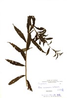 藏品(臺灣馬蘭)的圖片